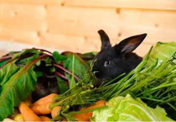 How to Maintain a Healthy Diet for Your Rabbit